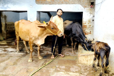 गौपालन से एक लाख 30 हजार रुपये की आय अर्जित की...