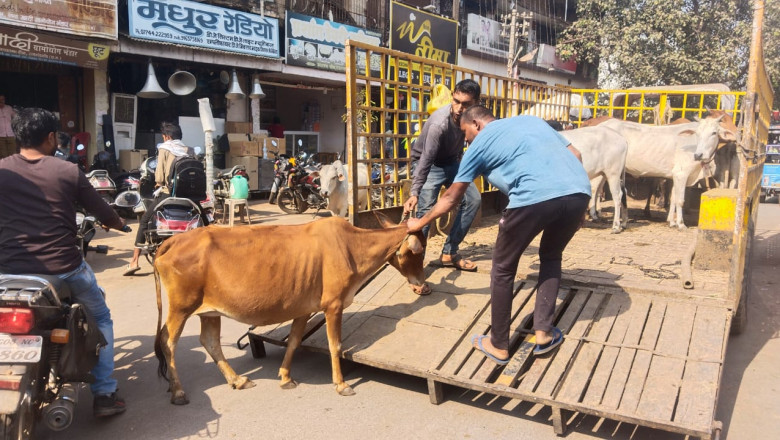 मवेशी धर-पकड अभियान में निगम की टीम ने आज पकडे 9 मवेशी
