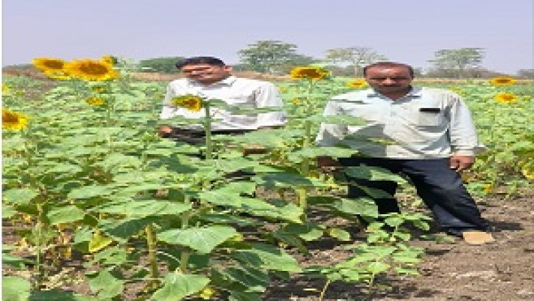सूरजमुखी की फसल अपनाने से नरेश मृचंडे की आय में होगी बढ़ोत्तरी