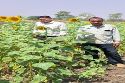 सूरजमुखी की फसल अपनाने से नरेश मृचंडे की आय में होगी बढ़ोत्तरी