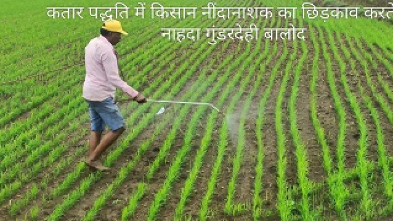 जिले में 986 हेक्टेयर में हुई कतार बोनी के माध्यम से धान की खेती किया...