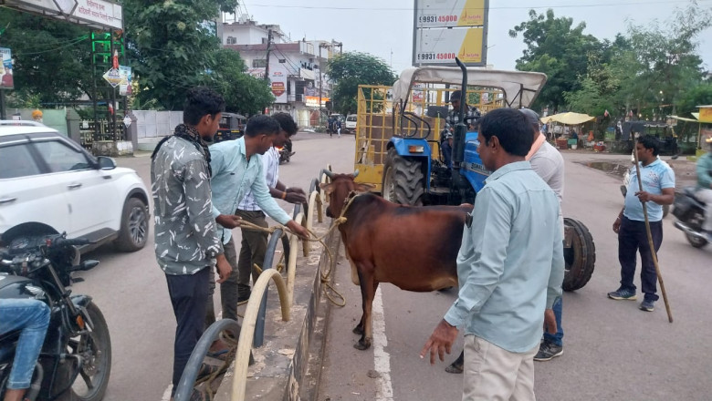 गो धन को दुर्घटना से बचाने रिसाली ने चलाया अभियान...