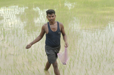 समय पर मिली खाद-बीज से युवा किसान बृजपाल की खेती हुई आसान, अच्छी फसल की आस से उन्नत किस्म की खाद का कर रहे छिड़काव...