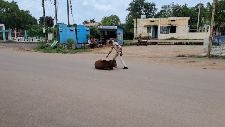 मवेशी मालिकों द्वारा मवेशियों को लापरवाही पूर्वक खुला छोड़ने के खिलाफ बड़ी कार्यवाही...