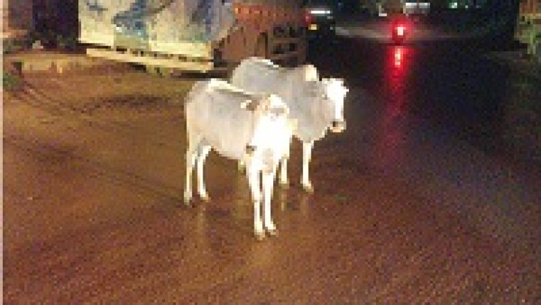 दुर्ग पुलिस की लापरवाह मवेशी मालिकों के विरुध्द कार्यवाही, मवेशी मालिकों द्वारा मवेशियों को लापरवाही पूर्वक खुला छोड़ने के खिलाफ बड़ी कार्यवाही...