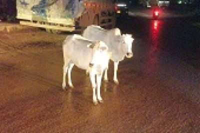 दुर्ग पुलिस की लापरवाह मवेशी मालिकों के विरुध्द कार्यवाही, मवेशी मालिकों द्वारा मवेशियों को लापरवाही पूर्वक खुला छोड़ने के खिलाफ बड़ी कार्यवाही...
