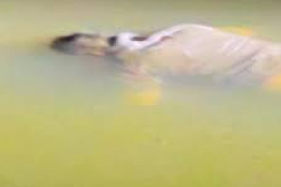 हाईकोर्ट अधिवक्ता की संदिग्ध मौत : नदी में तैरती हुई मिली थी लाश...