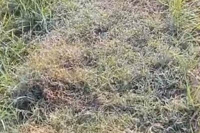 3 दिन शीतलहर चलेगी...अंबिकापुर में 7° C गिरा तापमानरायपुर में नवंबर में 9 साल में दूसरी बार तापमान 13°C तक पहुंचा