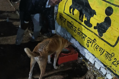 ️सुप्रीम कोर्ट के निर्देशों पर तेज़ी से अमल: दुर्ग नगर निगम ने बनाए 60 डॉग फ़ीडिंग सेंटर...