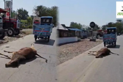 NH-130 पर मृत गाय को ऑटो से घसीटने का वीडियो वायरल