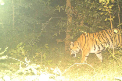 आदमखोर बाघ की दहाड़ से थर्राए ग्रामीण, महाराष्ट्र में इंसान, तो छत्तीसगढ़ में मवेशियों का कर चुका है शिकार, वन महकमे ने की लोगों से सतर्क रहने की अपील…