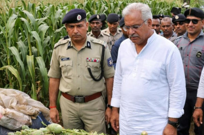 दुर्ग में मक्के की आड़ में अफीम की खेती का खुलासा, पुलिस की रेड में डेढ़ एकड़ फसल जब्त