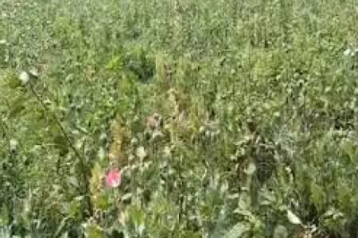 रायगढ़ में फिर बेनकाब अफीम की खेती: 17 दिन में पांचवां मामला, लैलूंगा बना नया हॉटस्पॉट