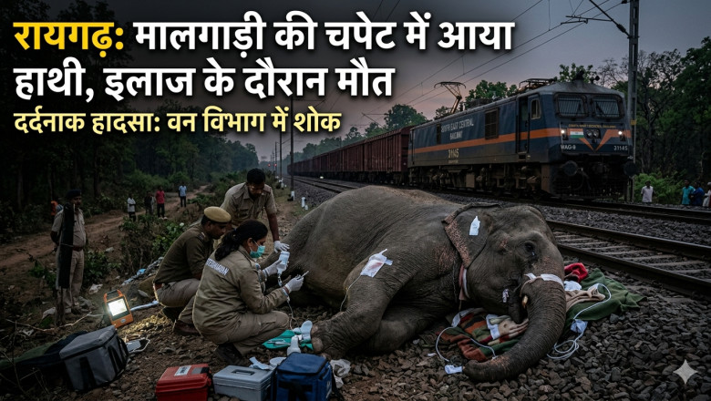 ट्रेन की टक्कर से घायल हाथी ने तोड़ा दम, वन विभाग में हड़कंप