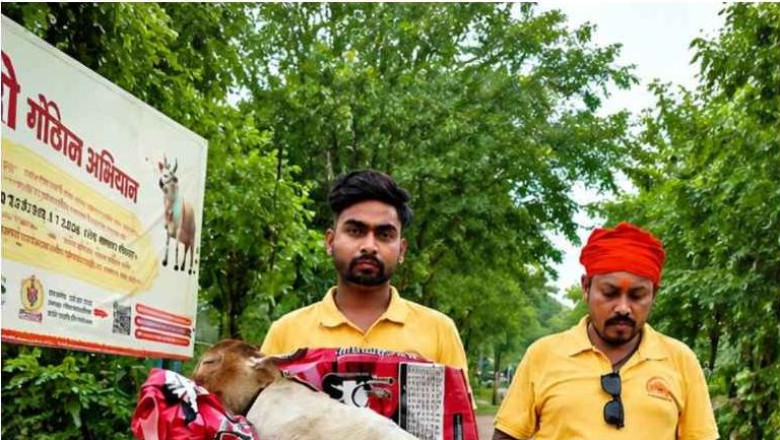 भिलाई गौठान में चौंकाने वाला मामला: दूध निकालने के लिए मृत बछड़े में भूसा भरने का आरोप