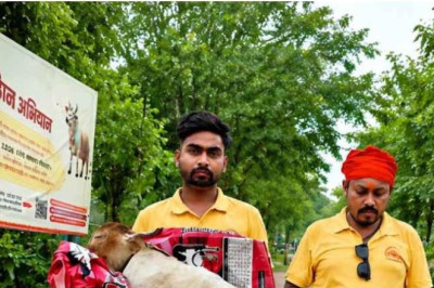 भिलाई गौठान में चौंकाने वाला मामला: दूध निकालने के लिए मृत बछड़े में भूसा भरने का आरोप