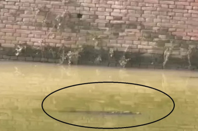 आबादी के बीच पहुंचा मगरमच्छ, वन विभाग का घंटों चला अभियान, फिर भी नहीं आया पकड़ में...