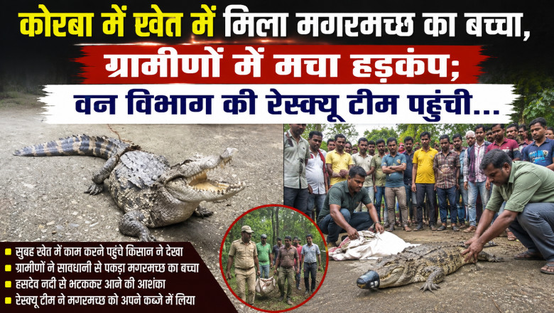 कोरबा में खेत में मिला मगरमच्छ का बच्चा, ग्रामीणों में मचा हड़कंप; वन विभाग की रेस्क्यू टीम पहुंची...
