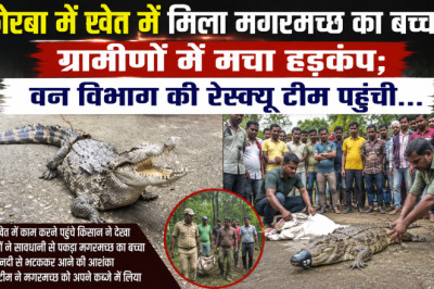 कोरबा में खेत में मिला मगरमच्छ का बच्चा, ग्रामीणों में मचा हड़कंप; वन विभाग की रेस्क्यू टीम पहुंची...