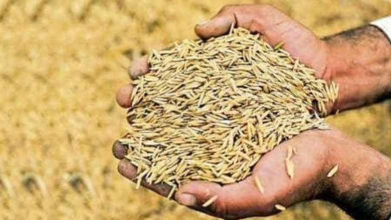 धान बेचने से पहले पढ़ लें ये खबर! किसानों के लिए बदला नियम, बिना एग्रीस्टेक पंजीयन नहीं बिकेगा
