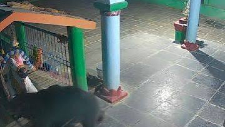 रात ढाई बजे मंदिर परिसर में घूमता दिखा भालू, CCTV में कैद हुई चहलकदमी तेल का कनस्तर उठाकर ले गया भालू, वन विभाग ने गांवों में कराई मुनादी