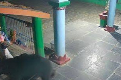 रात ढाई बजे मंदिर परिसर में घूमता दिखा भालू, CCTV में कैद हुई चहलकदमी तेल का कनस्तर उठाकर ले गया भालू, वन विभाग ने गांवों में कराई मुनादी