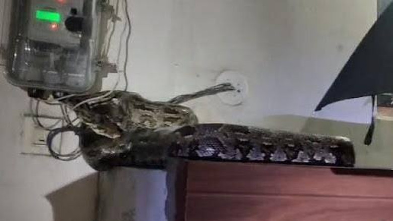कोरबा में दो जगह मिले विशालकाय अजगर, कहीं मीटर-बोर्ड तो कहीं कॉलोनी में घुसा 9 फीट लंबा सांप