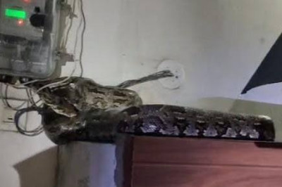 कोरबा में दो जगह मिले विशालकाय अजगर, कहीं मीटर-बोर्ड तो कहीं कॉलोनी में घुसा 9 फीट लंबा सांप